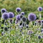Ježibaba modrá (Echinops bannaticus) ´BLUE GLOW´ - kont. P9